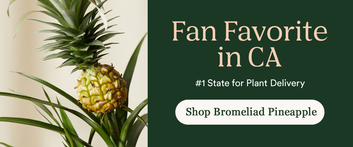  Fan Favorite in CA Bromeliad Pineapple