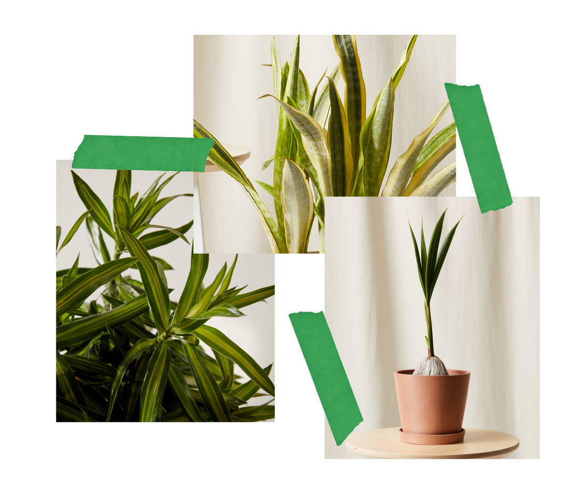 A collage of three plants including the Coconut Palm, Sansevieria Lauren and the Dracaena Song of Jamaica.