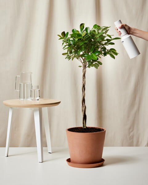 Ficus Danielle