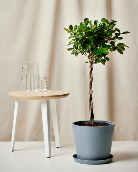 Ficus Danielle