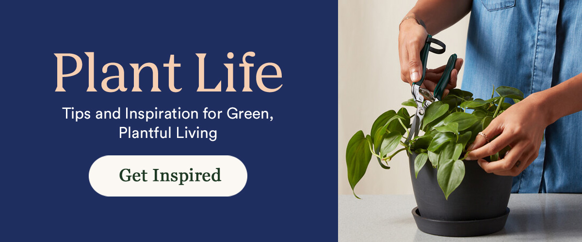 Plant Life Blog