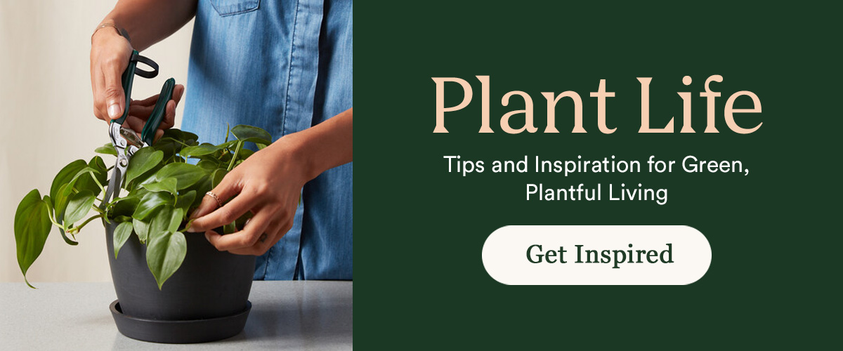 Plant Life Blog
