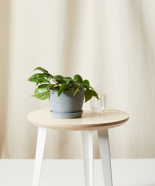 Philodendron Heartleaf