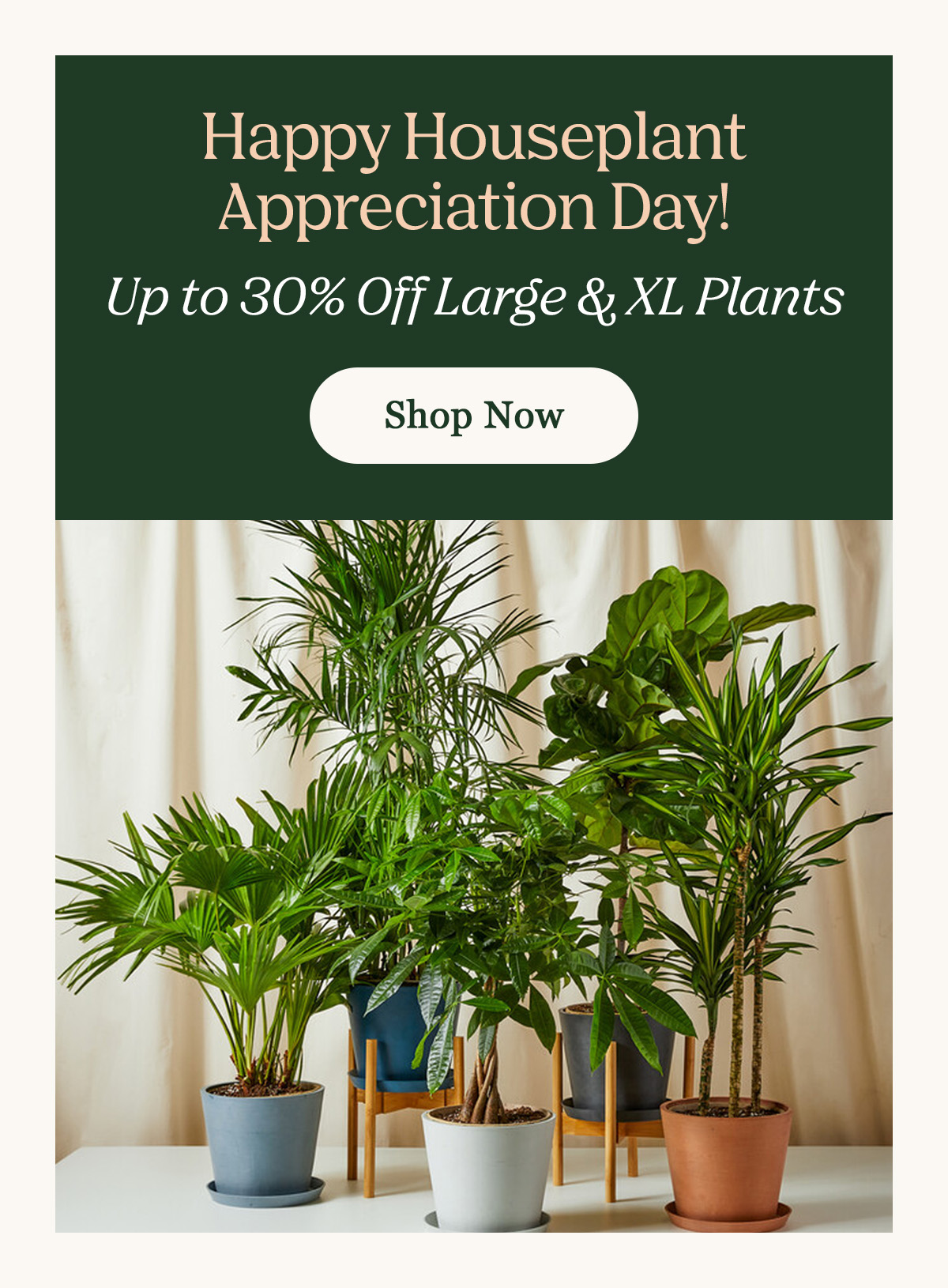 Happy Houseplant Appreciation Day! Large and Extra-Large Plants