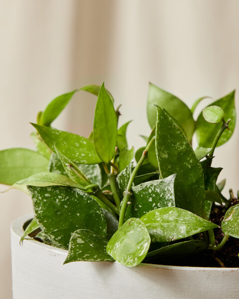 Hoya Krohniana