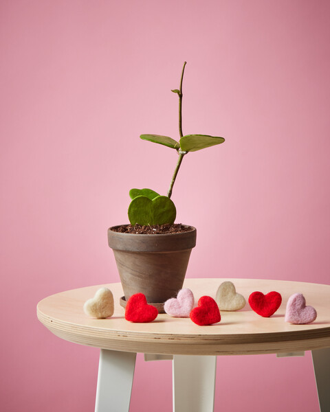 Hoya Heart