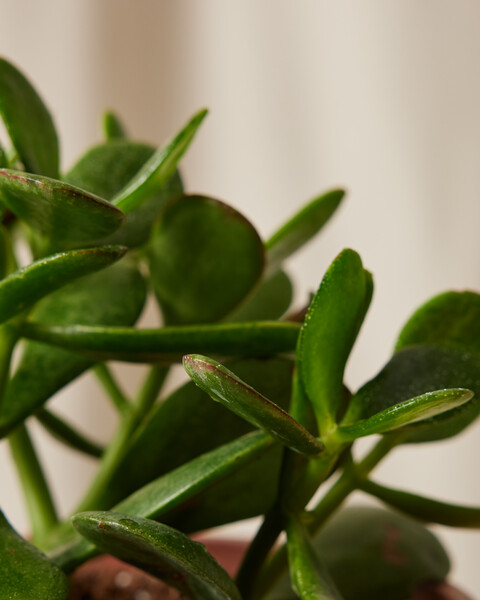 Jade Plant