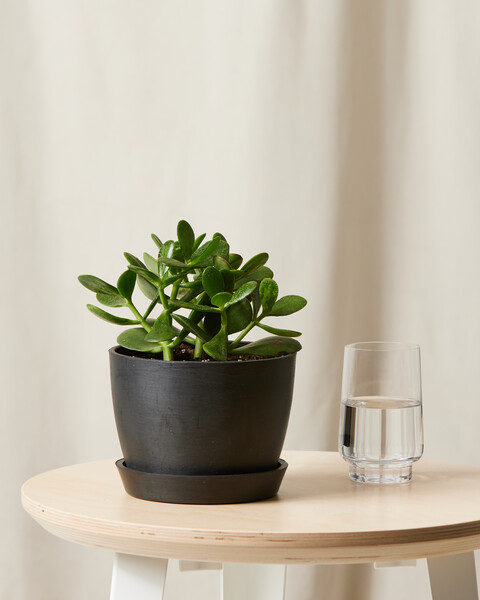 Jade Plant