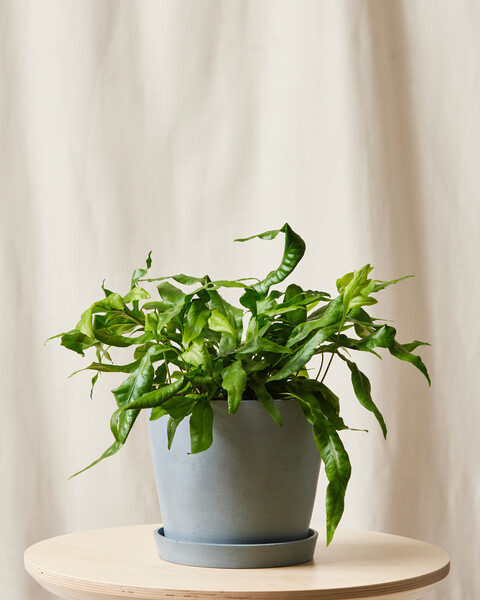 Kangaroo Fern