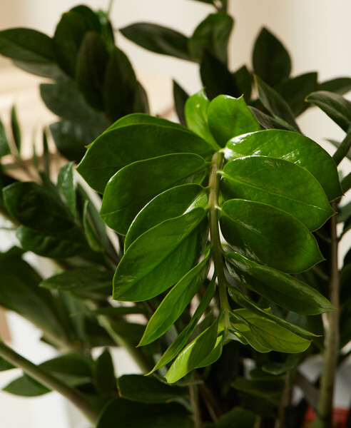 ZZ Plant