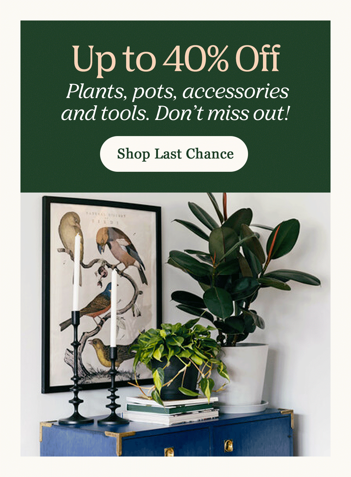 Last Chance Plants Sale