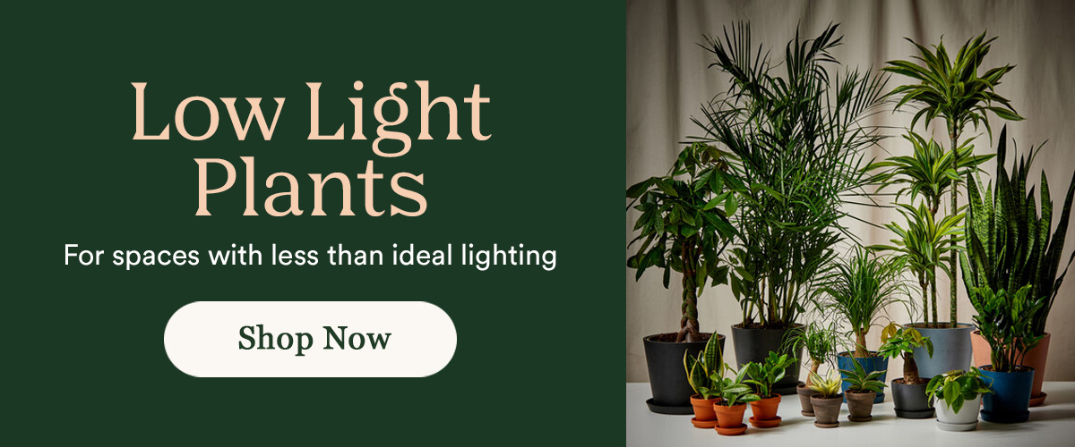 Low Light Plants