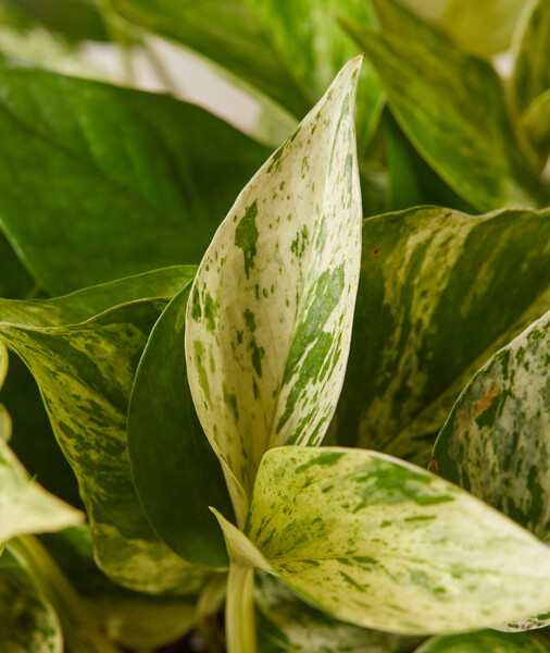 Marble Queen Pothos