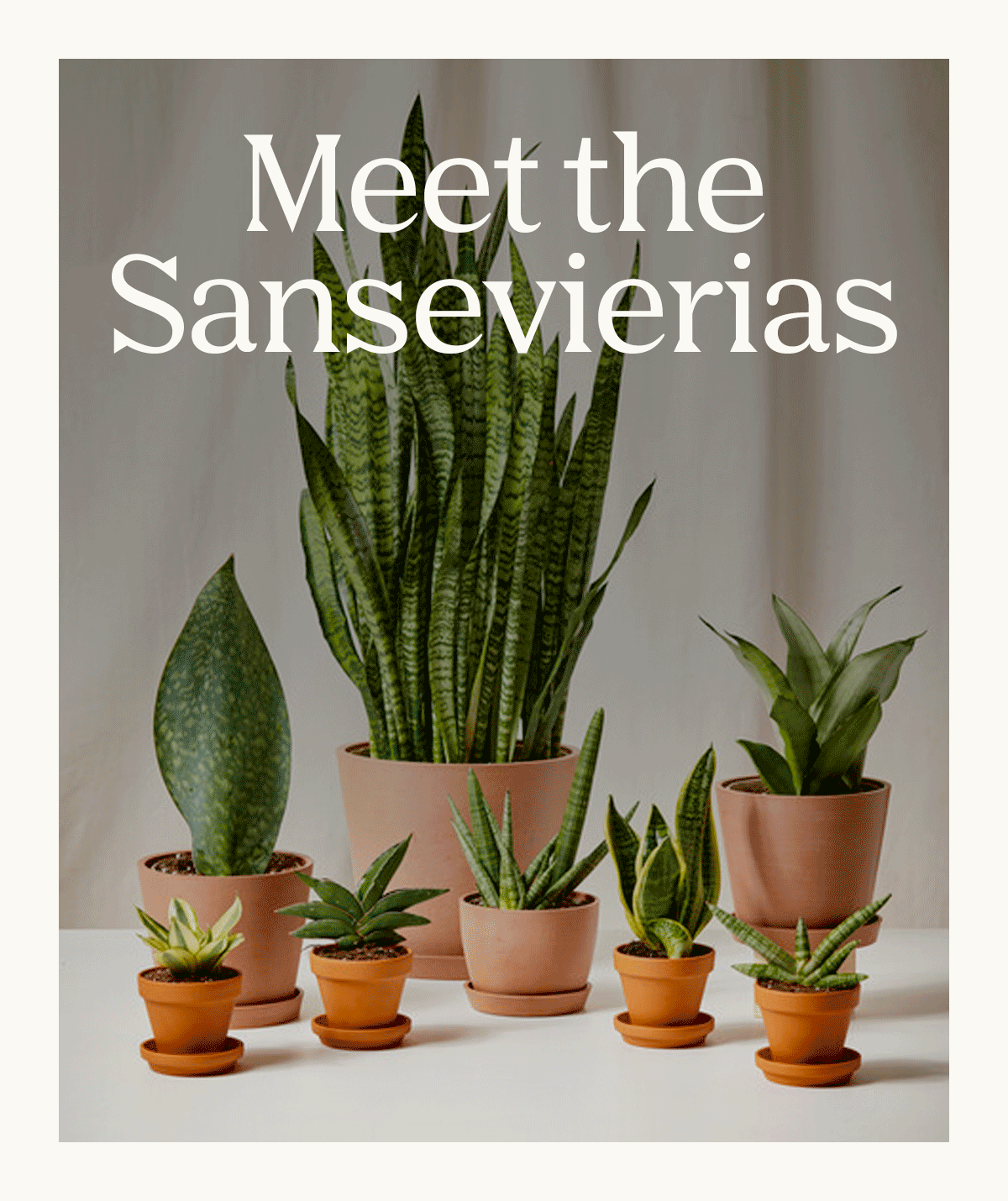 Meet the Sansevierias