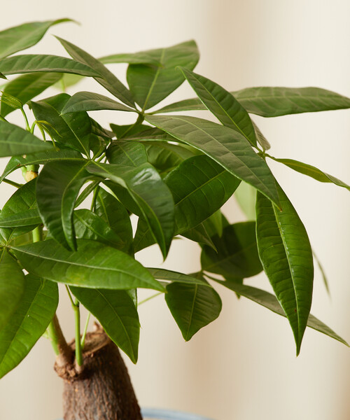 Mini Money Tree
