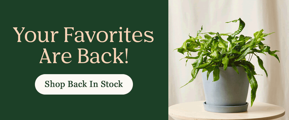 Back in Stock