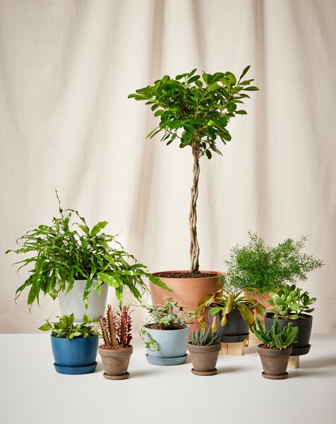 Indoor Plants