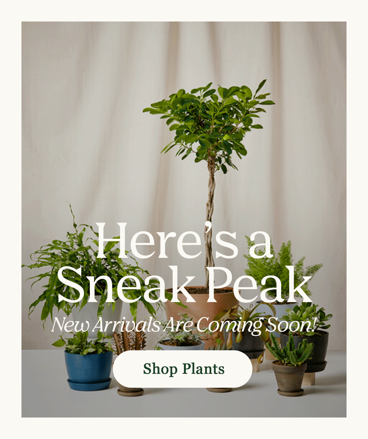 Here's a Sneak Peak New Arrivals Coming Soon