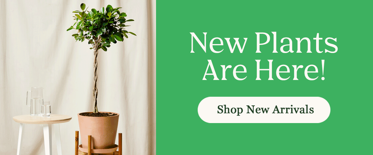 Shop New Arrivals