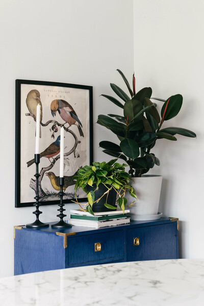 Philodendron Brasil