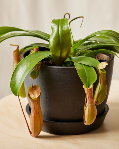 Pitcher Plant