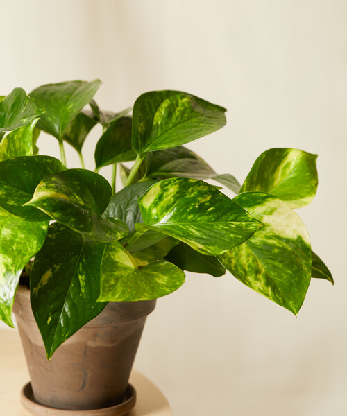 Pothos Collection