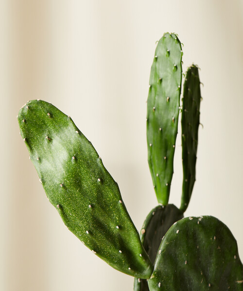 Prickly Pear Cactus