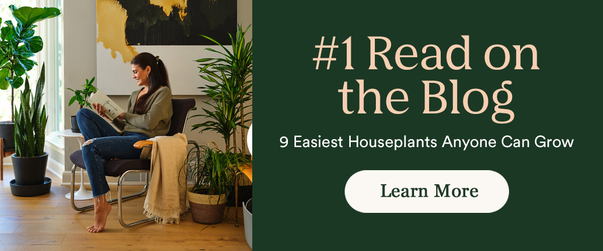 9 Easiest Houseplants Anyone Can Grow