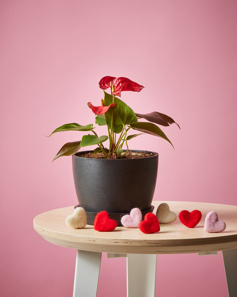 Red Anthurium