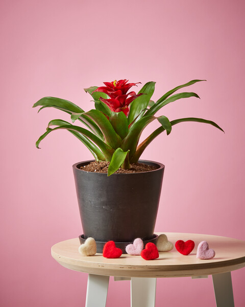 Red Bromeliad Guzmania