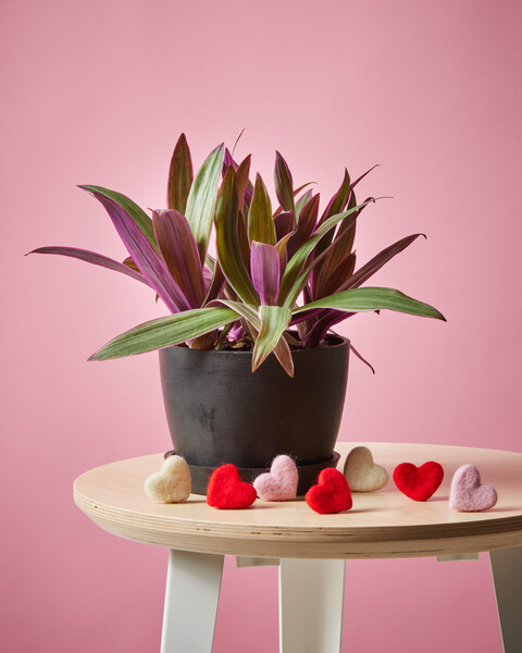 Oyster Plant