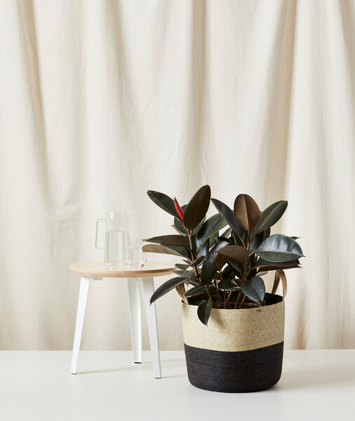 Burgundy Rubber Tree