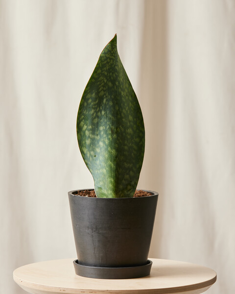 Whale Fin Sansevieria