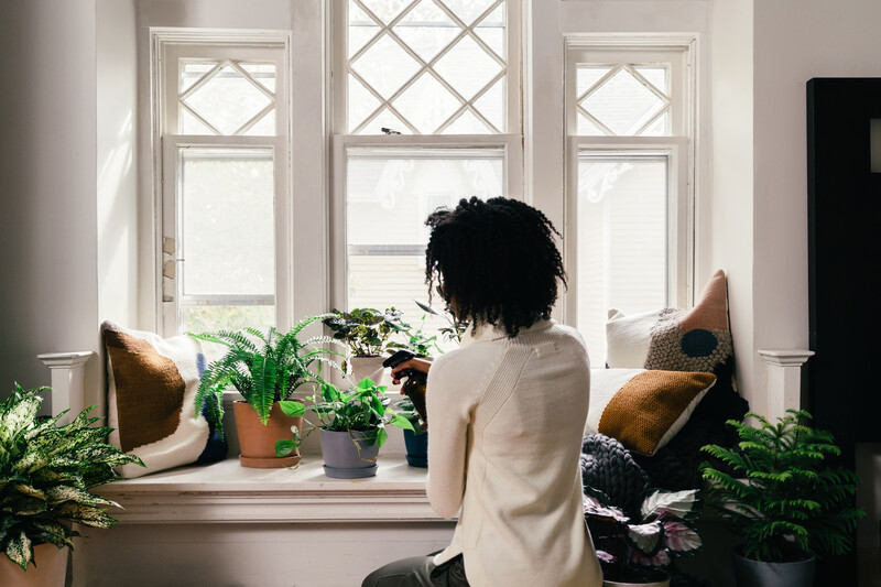 5 Top Houseplants To Buy In the Winter