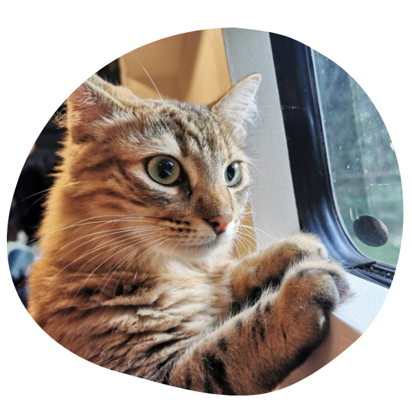 cat looking out window