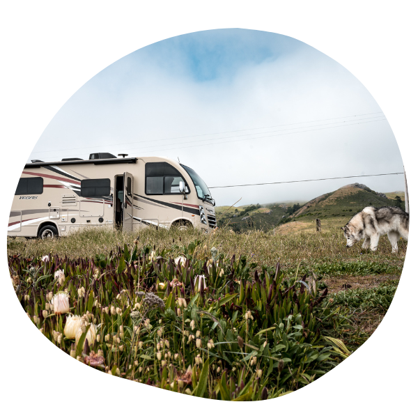 Dog next to RV