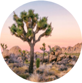 Joshua Tree National Park
