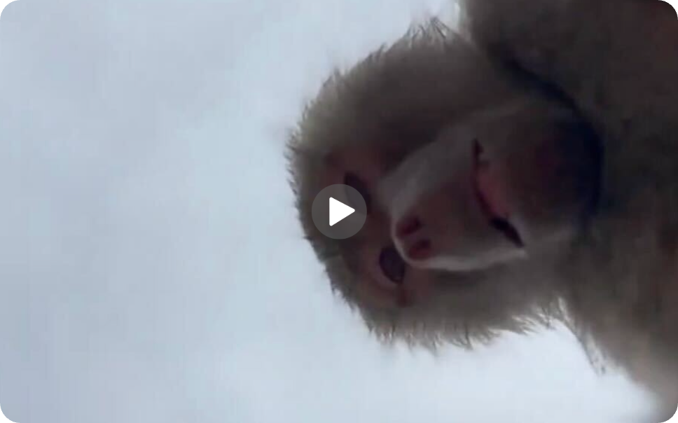 Video of the Day