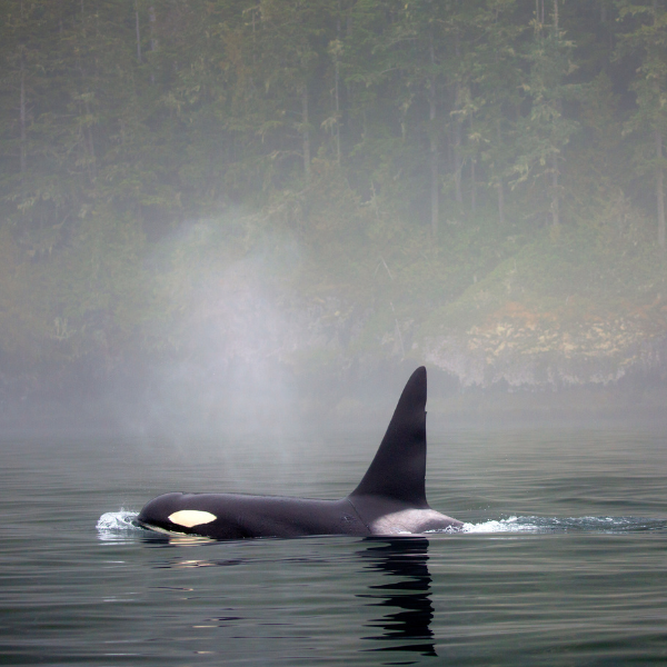 7-Day Glaciers & Alaska Inside Passage