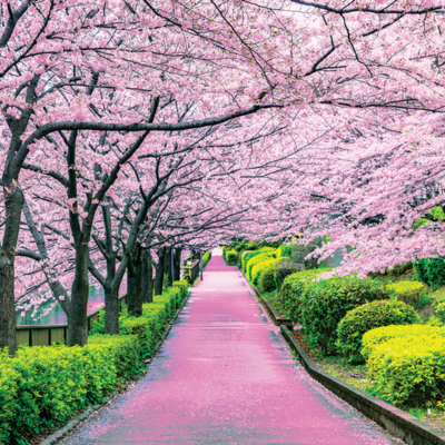 14-Day Japan's Crafts & Cherry Blossoms