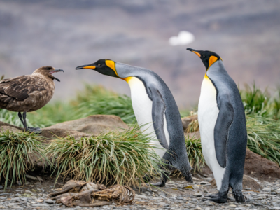 21-Day Antarctica, South Georgia & Falkland