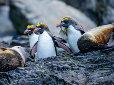 28-Day Wild South Atlantic & Antarctica Peninsula