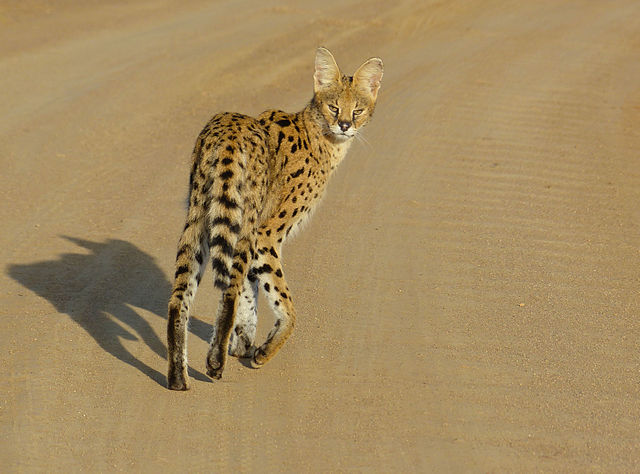 Serval (Leptailurus serval) 