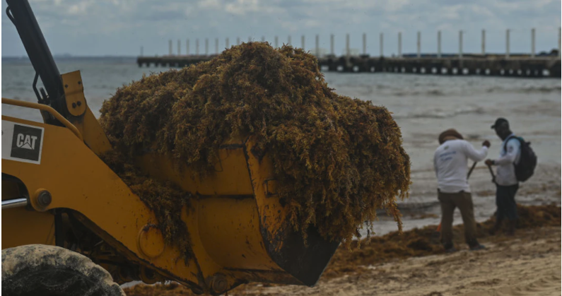 Massive Seaweed Blob Bigger Than U.S. Targets Florida