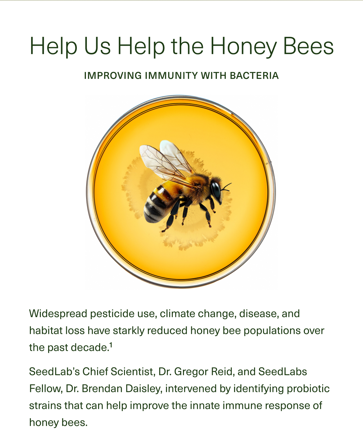 Help Us Help the Honey Bees Improving Immunity With Bacteria Widespread pesticide use, climate change, disease, and habitat loss have starkly reduced honey bee populations over the past decade.1 SeedLab’s Chief Scientist, Dr. Gregor Reid, and SeedLabs Fellow, Dr. Brendan Daisley intervened by identifying probiotic strains that can help improve the innate immune response of honey bees.