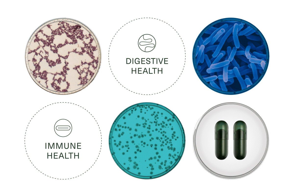 SKIN HEALTH | DIGESTIVE HEALTH | HEART HEALTH | IMMUNE HEALTH