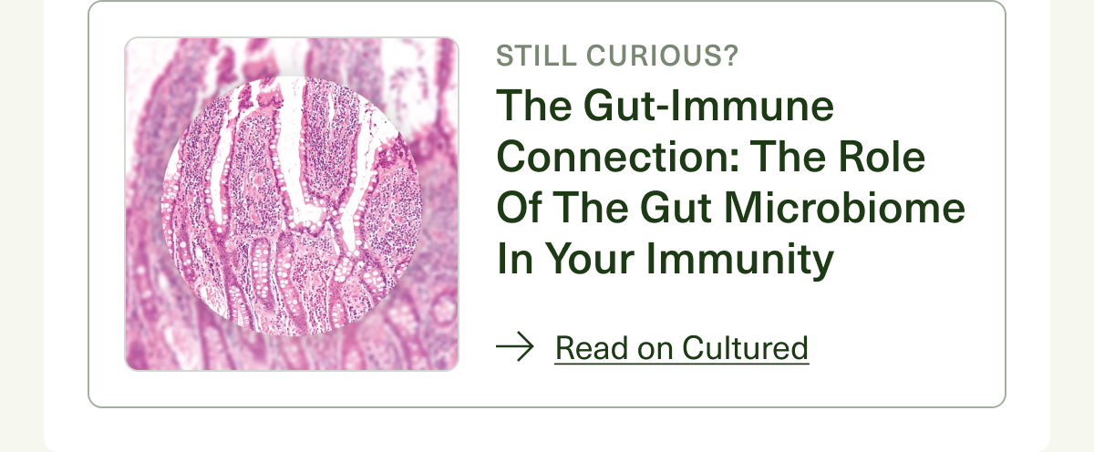 STILL CURIOUS? The Gut-Immune Connection: The Role of the Gut Microbiome in Your Immunity. Read on Cultured.