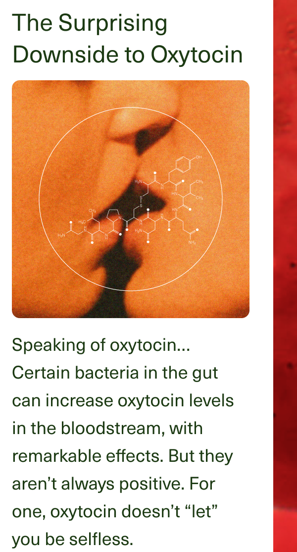 The Surprising Downside to Oxytocin. Speaking of oxytocin… Certain bacteria in the gut can increase oxytocin levels in the bloodstream, with remarkable effects. But they aren’t always positive. For one, oxytocin doesn’t “let” you be selfless.