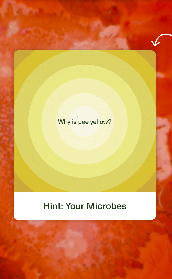 Why is pee yellow? Hint: Your Microbes