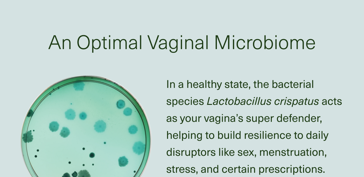 An Optimal Vaginal Microbiome. In a healthy state, the bacterial species Lactobacillus crispatus acts as your vagina’s super defender, helping to build resilience to daily disruptors like sex, menstruation, stress, and certain prescriptions. 